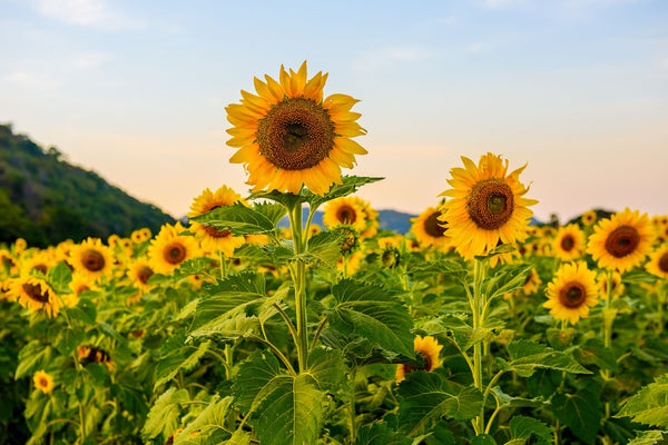Sunflower Seed Oil