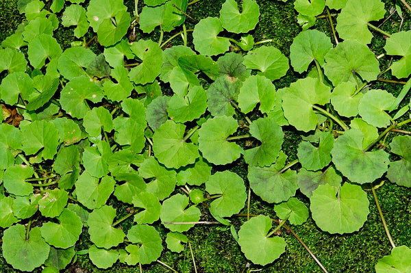 Centella Asiatica Extract
