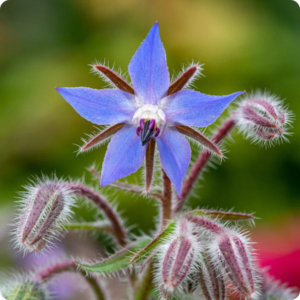 Borage Seed Oil
