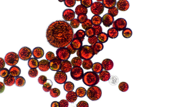 Astaxanthin