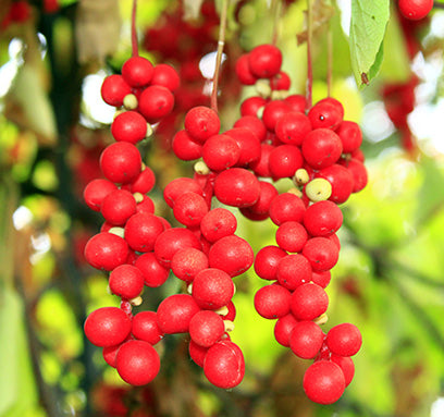 Schisandra Berry Extract