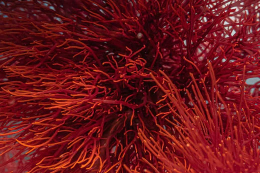 Red Sea Algae