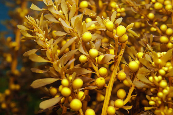 Brown Sea Algae Extract