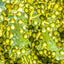 Green Microalgae