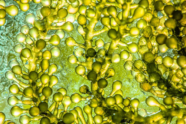 Green Microalgae Extract