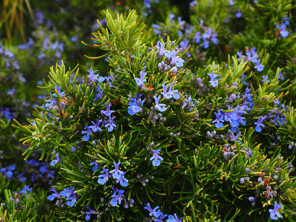 Rosemary Leaf Extract
