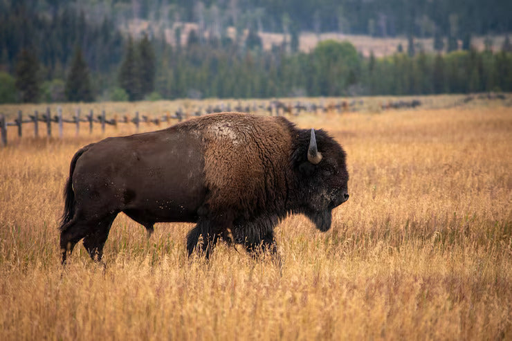 <h2><strong>Why Bison? (</strong><em><strong>Not Beef.</strong></em><strong>)</strong></h2><p></p>